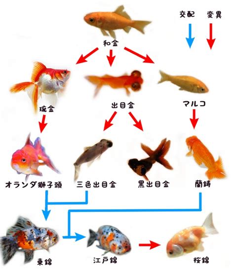 小金魚品種|金魚の種類（品種）一覧を紹介します